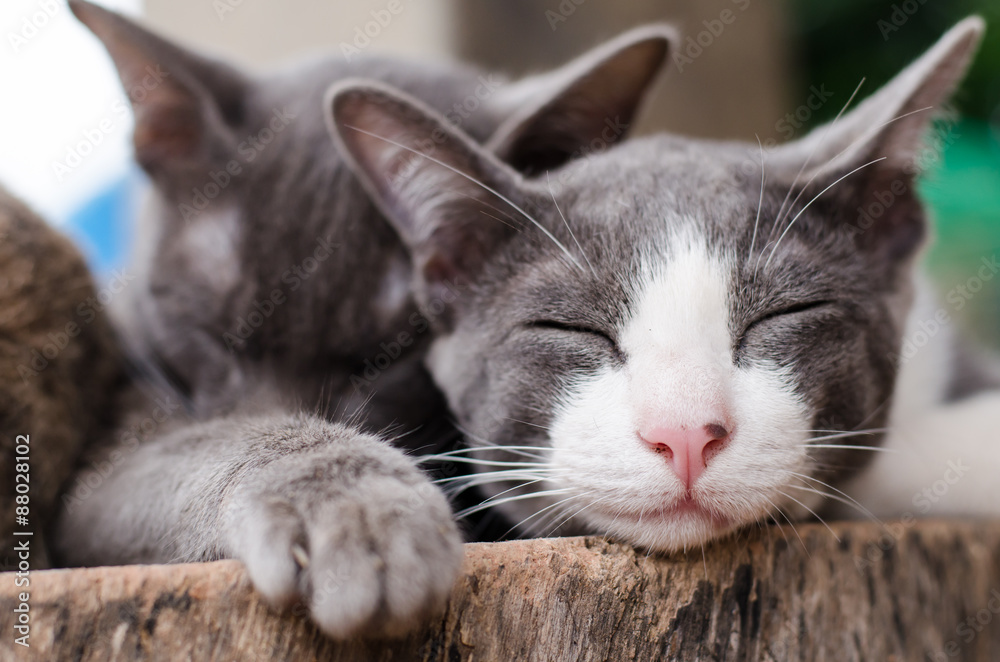 Cute cat are sleeping together