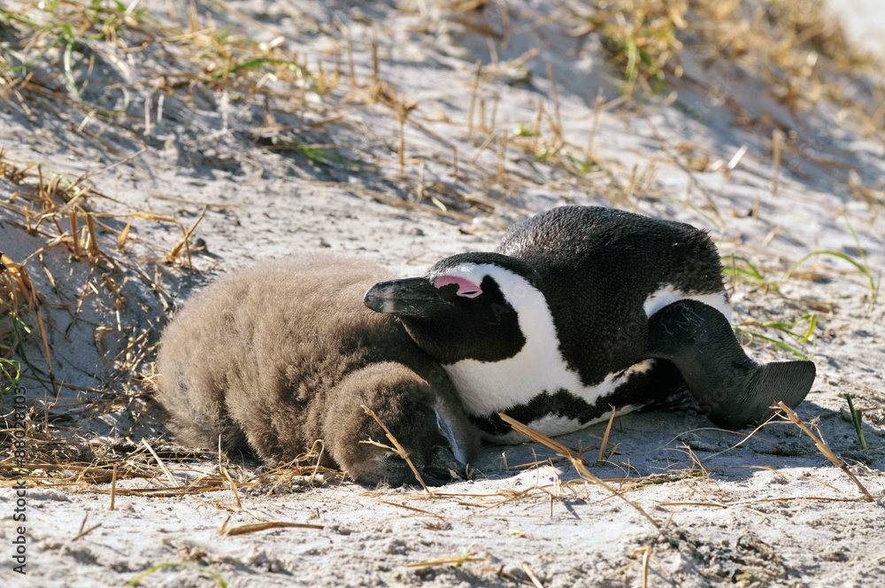 Fototapeta premium African Penguin ~アフリカペンギンの親子~