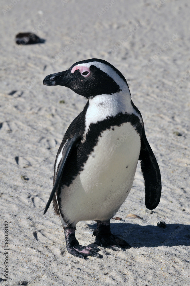 Fototapeta premium African Penguin ~アフリカペンギン~