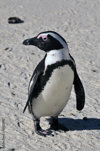 African Penguin ~アフリカペンギン~