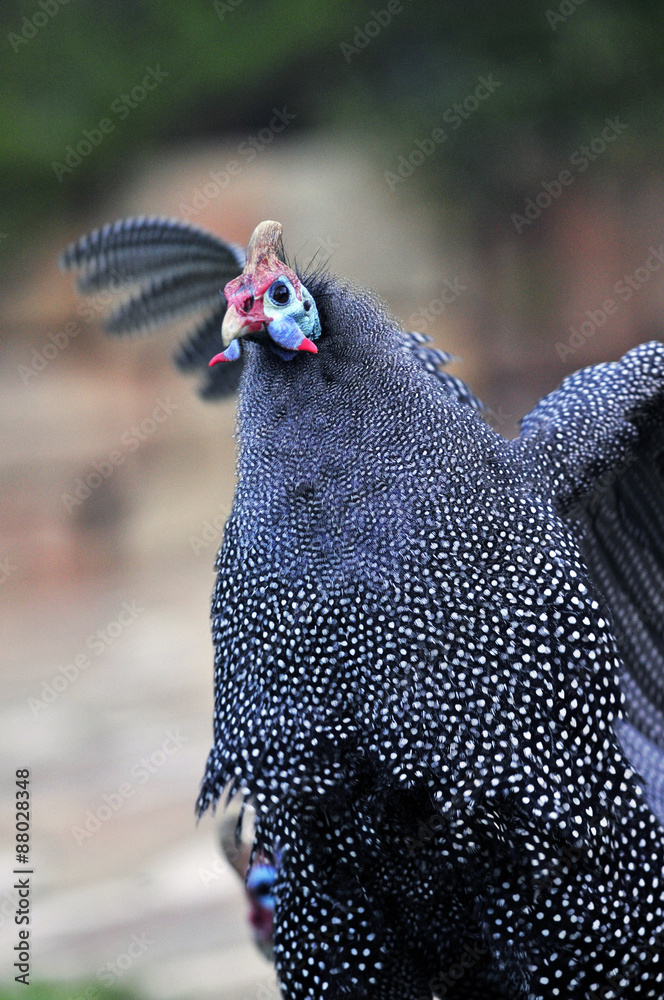 Guinea Fowl ホロホロ鳥 Stock Photo Adobe Stock