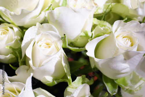 Flowers of white roses