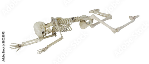 Skeleton Laying Partially Prone and Sideways