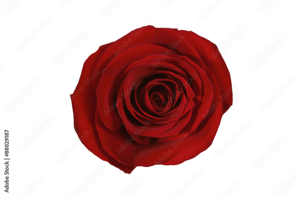 red rose isolated red rose isolated