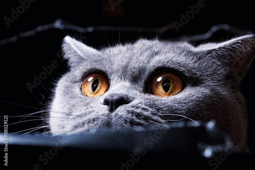 Yellow cat's eye spying out of the hole
