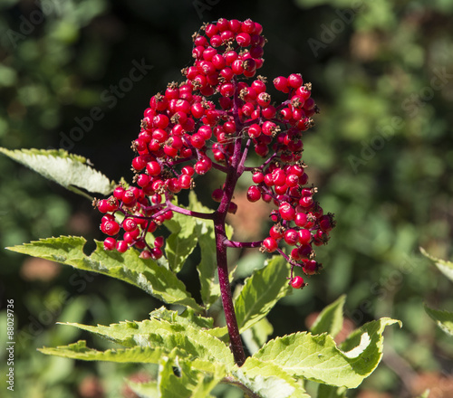 Red elderberry (Sambucus racemose) berries photo