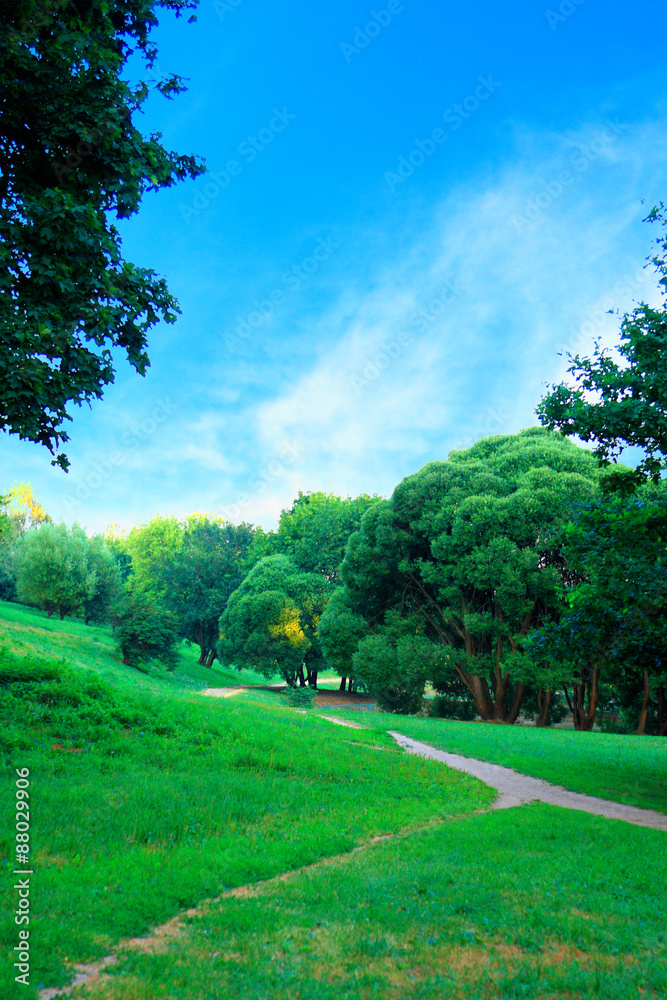 Green forest with blue sky and clouds on a summer day