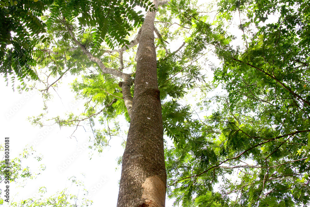 Fototapeta premium Tree / a picture of high tree at Phatthalung province, Thailand 
