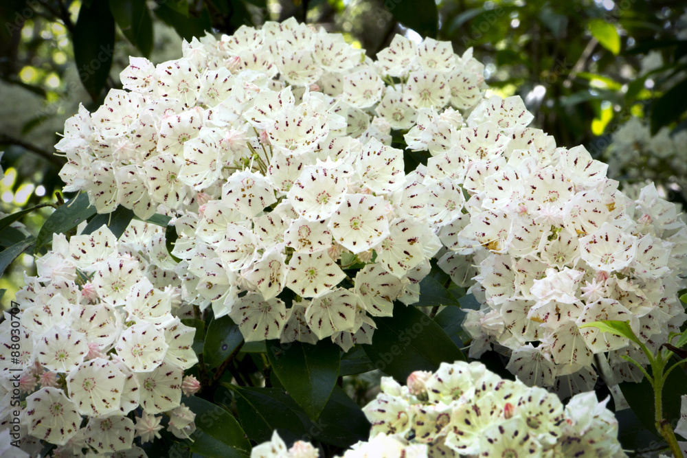 Mountain laurel flowers in springtime, Case Mountain, Manchester Mountain laurel flowers in springtime, Case Mountain, Manchester