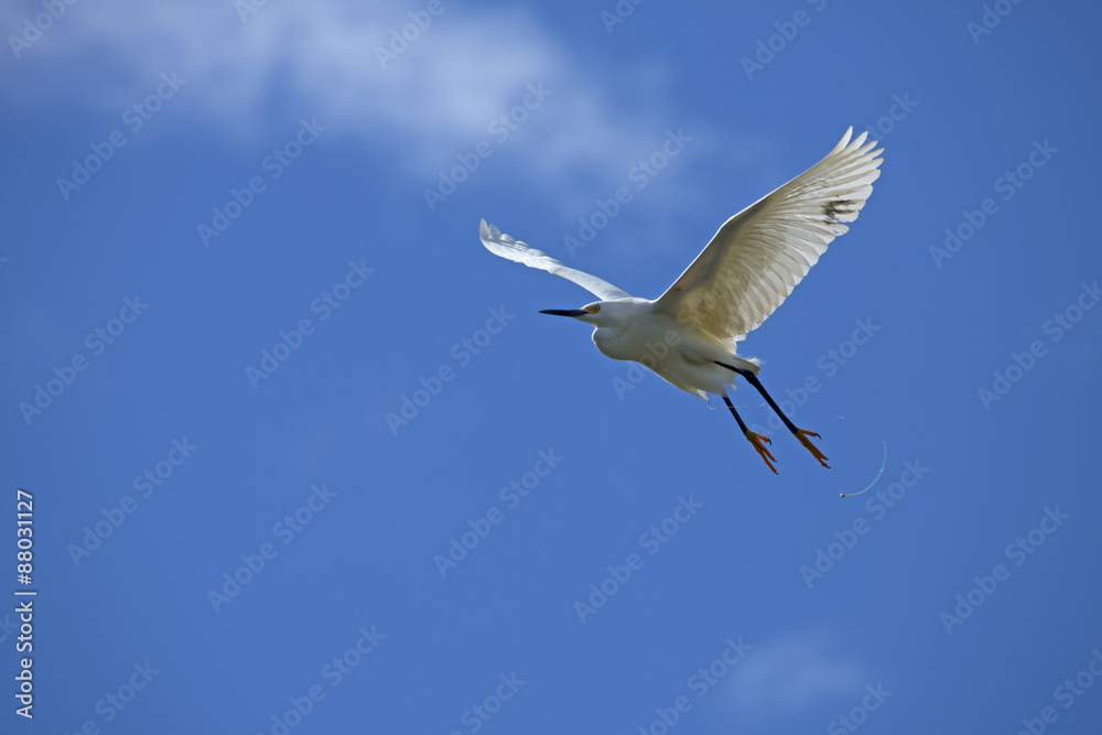 Snowy egret pooping while flying in a blue sky, Florida. Snowy egret pooping while flying in a blue sky, Florida.