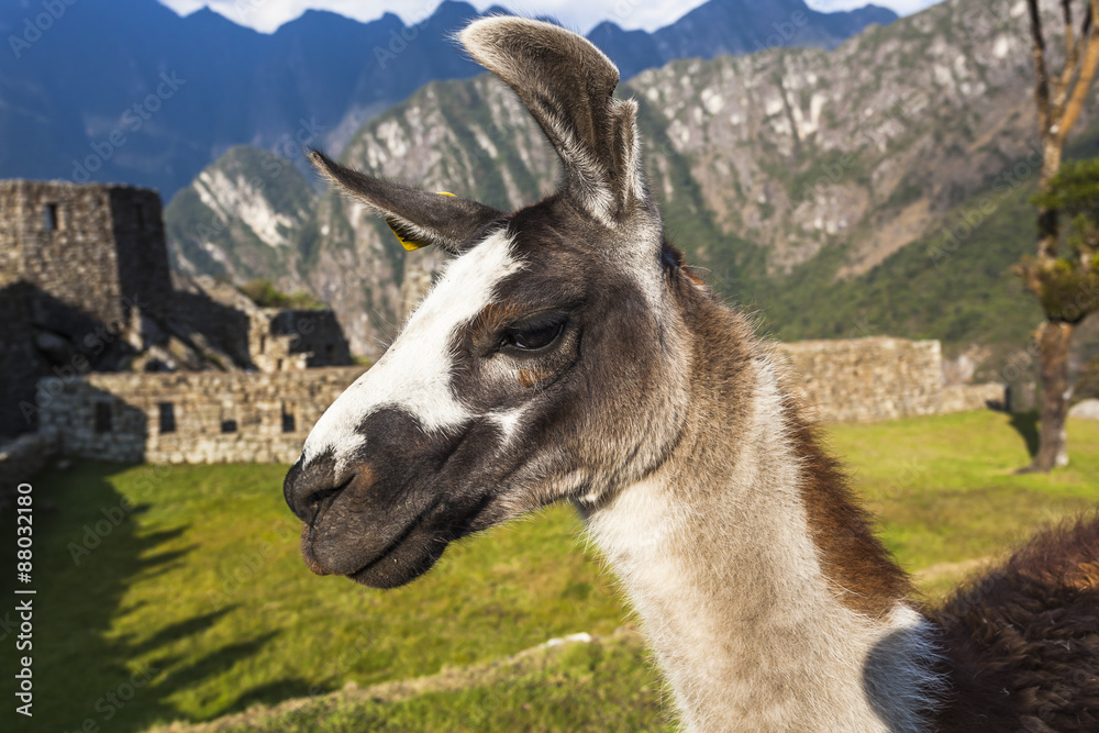 Obraz premium Alpaca at Machu Picchu, Peruvian Historical Sanctuary and a Wo
