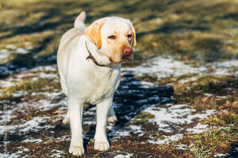 Beautiful White Labrador Lab Dog Outdoor Portrait Beautiful White Labrador Lab Dog Outdoor Portrait