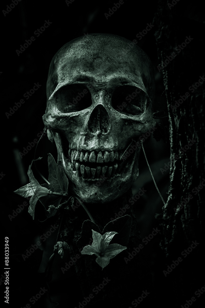 Skull and nature Skull and nature