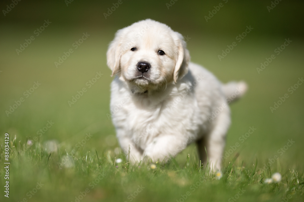 Young golden retriever puppy walking towards camera