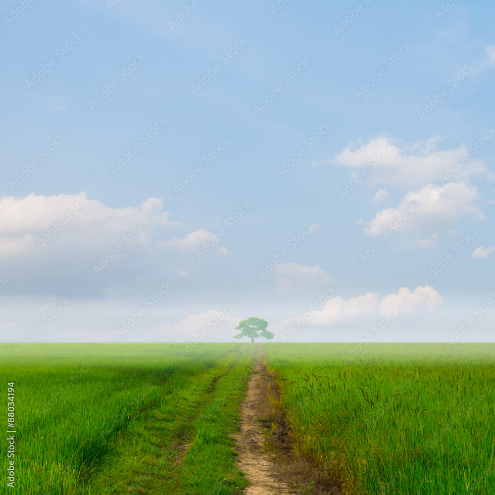 Green rice field and blue sky for background