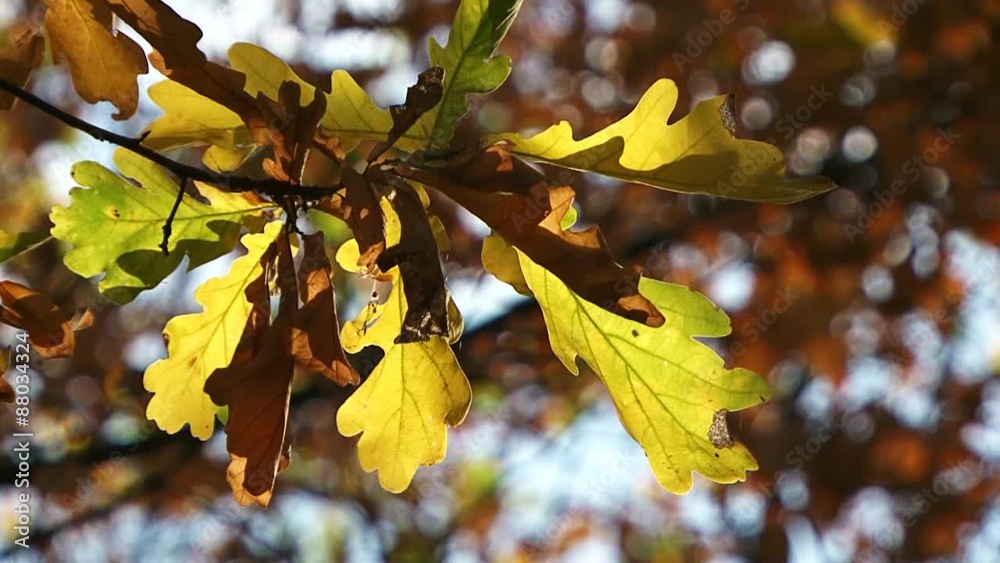 Comes Autumn Comes Autumn
