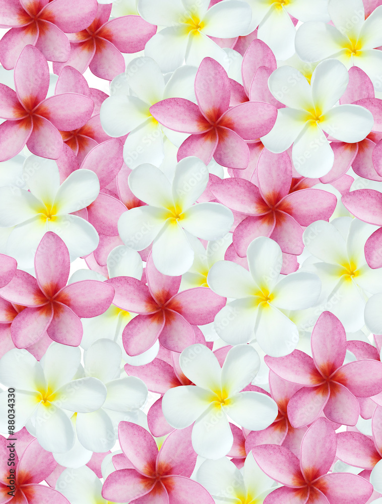 plumeria pattern background plumeria pattern background