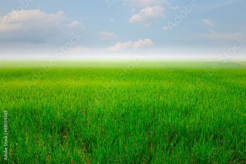 Green rice field and blue sky for background © oatfeelgood