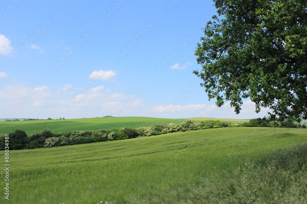Obraz premium チェコ共和国のモラヴィア大草原