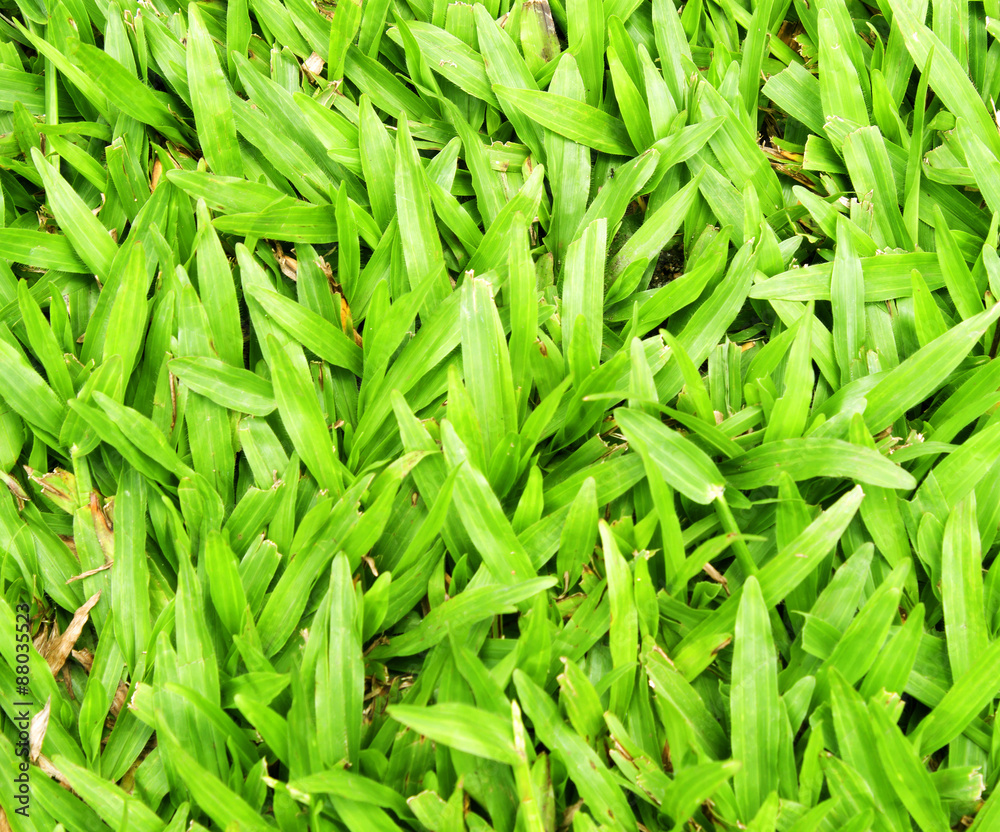 grass