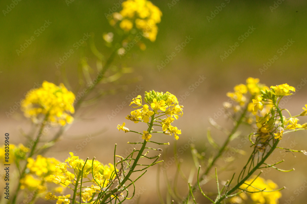Rape flowers Rape flowers