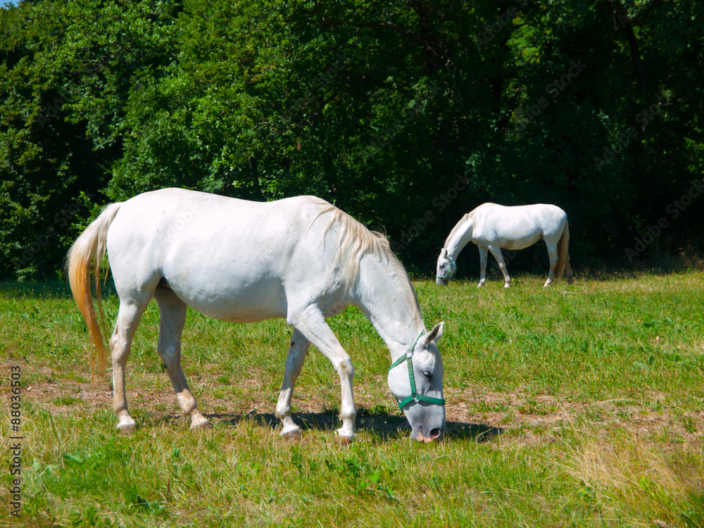 Lipizzaner horses Lipizzaner horses