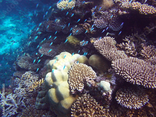 モルディブ ラーム環礁の海中