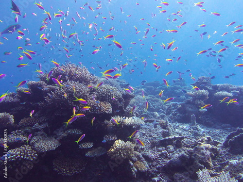Fototapeta Naklejka Na Ścianę i Meble -  モルディブ ラーム環礁の海中
