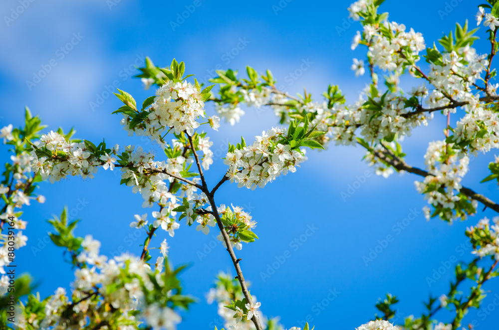 Beautiful white plum tree flowers blossoming on a sunny spring day on branches with fresh green leafs and a vivid blue sky Beautiful white plum tree flowers blossoming on a sunny spring day on branches with fresh green leafs and a vivid blue sky