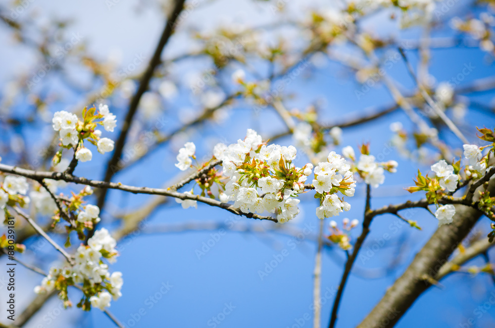 Beautiful white plum tree flowers blossoming on a sunny spring day on branches with fresh green leafs and a vivid blue sky and some soft filters applied Beautiful white plum tree flowers blossoming on a sunny spring day on branches with fresh green leafs and a vivid blue sky and some soft filters applied