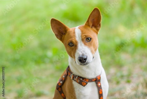 Outdoor portrait of gorgeous basenji dog photo