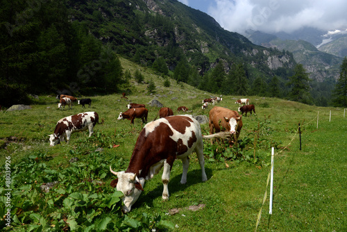 Cows grazing on a green pasture