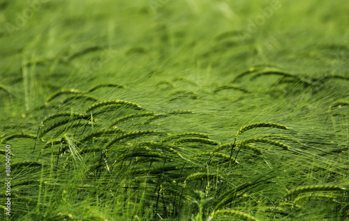 wheat photo