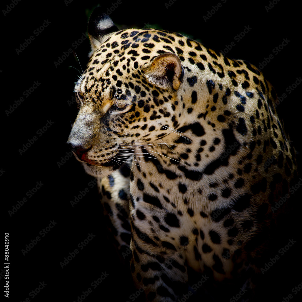 close up Jaguar Portrait close up Jaguar Portrait