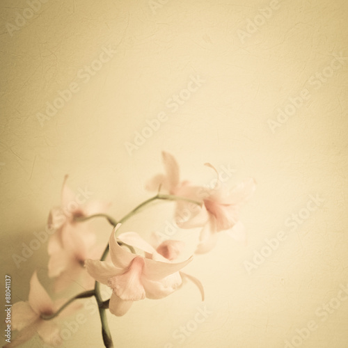 sweet color orchids in soft color and blur style for background 
