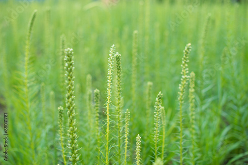 Clump of green wild grass on the field.