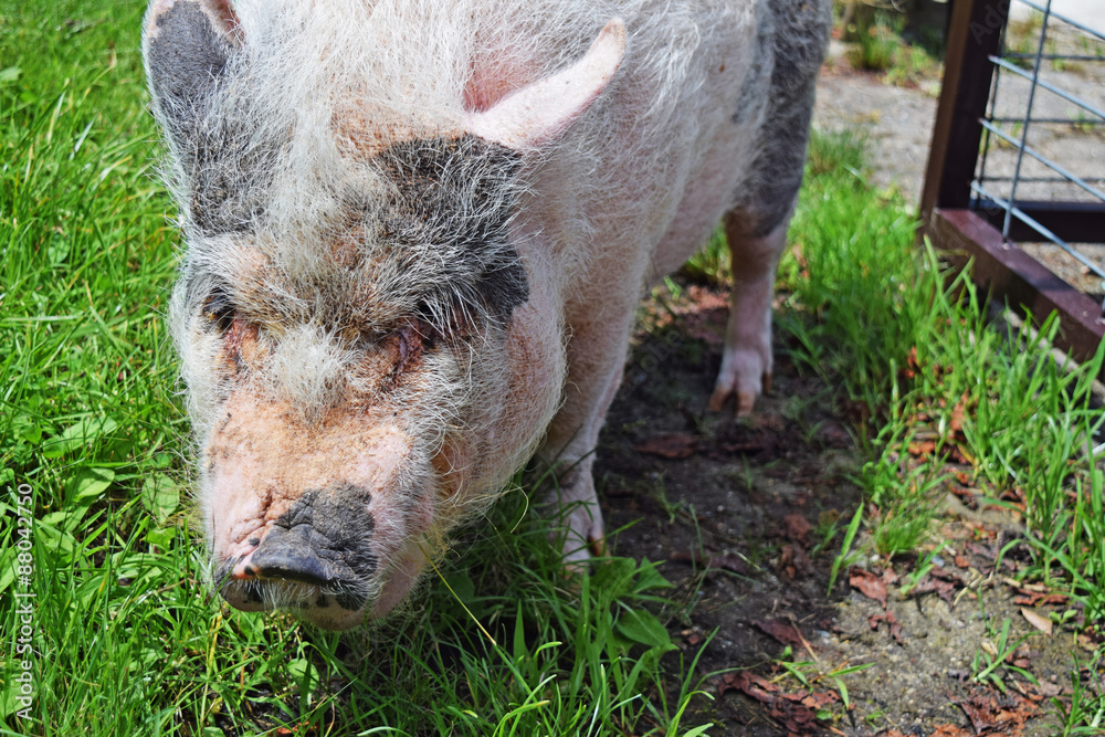 4 Best ポットベリードピッグ Images Stock Photos Vectors Adobe Stock