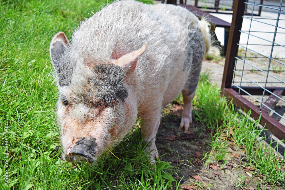 4 Best ポットベリードピッグ Images Stock Photos Vectors Adobe Stock