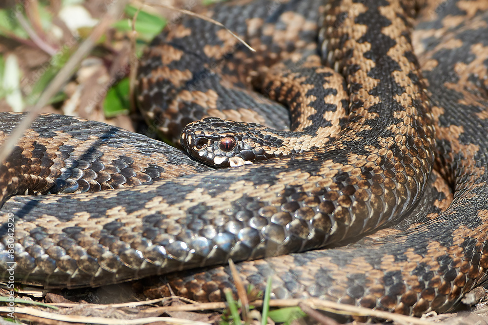 Common European Adder (vipera berus) Common European Adder (vipera berus)