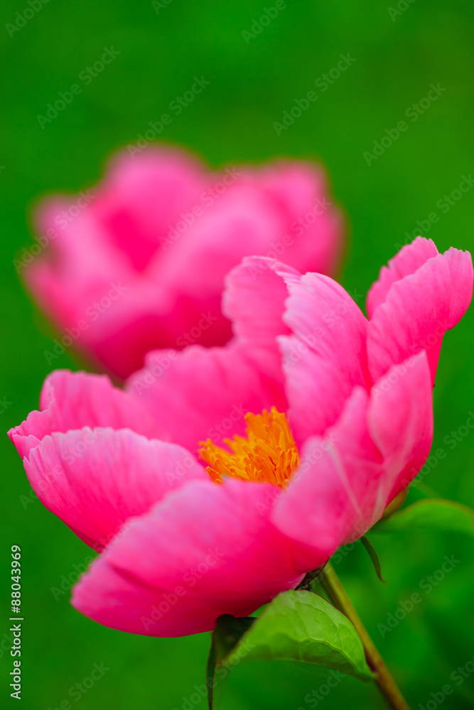 Fototapeta premium Peony flowers