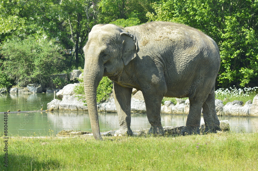 Fototapeta premium elephant