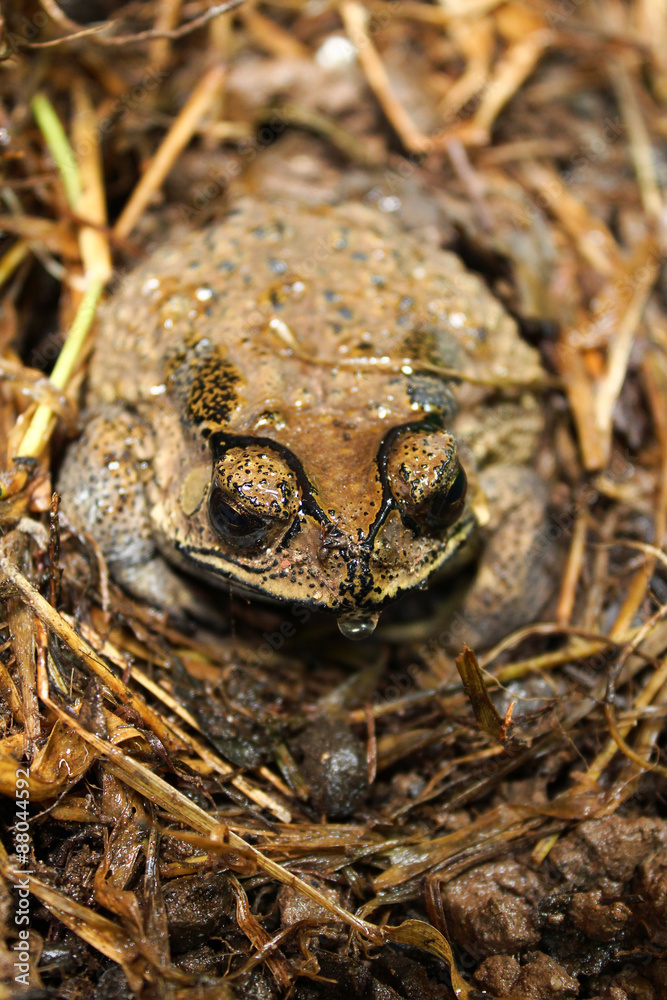 Fototapeta premium toad in the grass