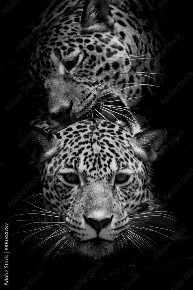 Obraz premium close up Jaguar Portrait