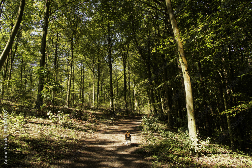 dog racing down woodland path