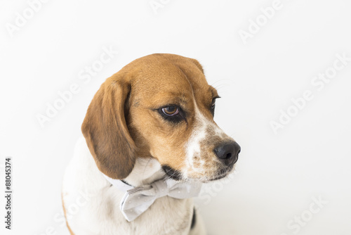 Isolated tri-color beagle dog in grey bow tie looking right head fragment on white background