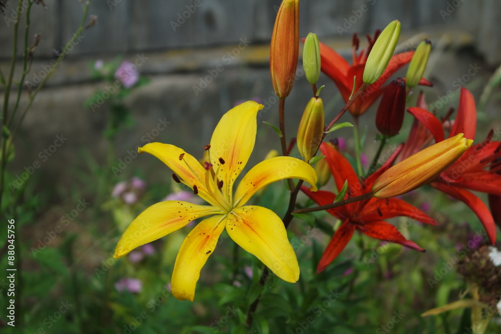 Obraz premium SAMSUNG CAMERA PICTURES