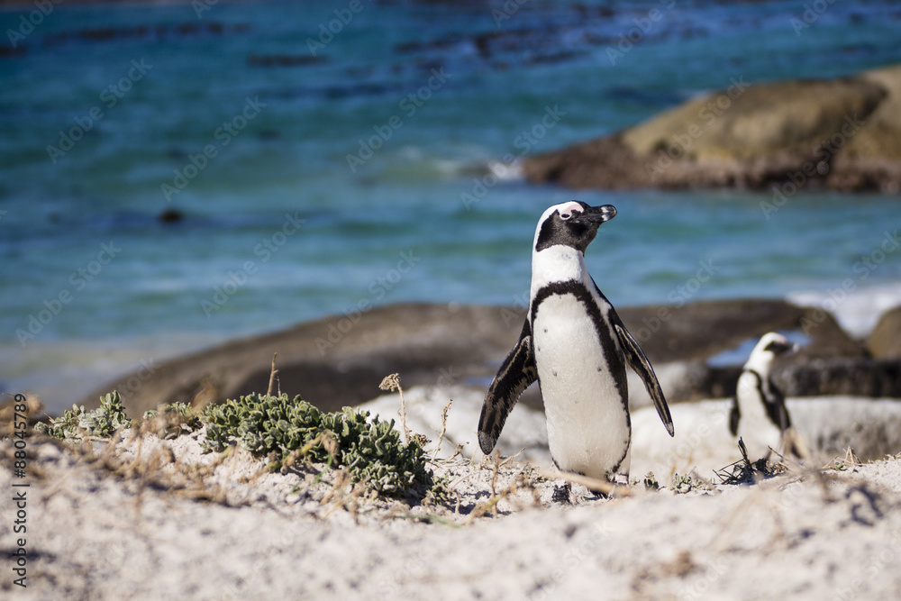 Fototapeta premium Pingwin spacerujący po wybrzeżu z oceanem jako backgroung