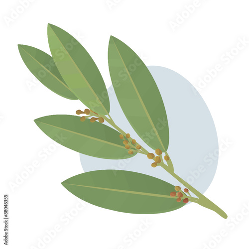 Bay leaves vector illustration. 