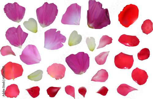 red and purple flower petals isolated on white