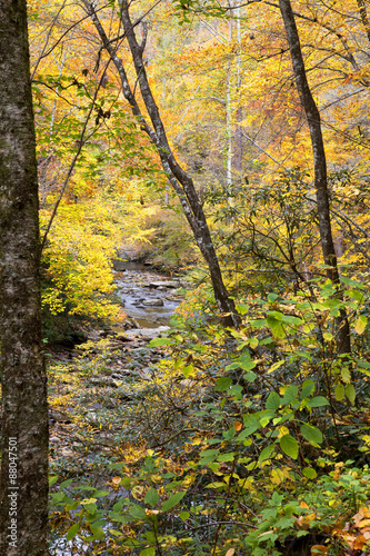 Stream in the Woods During Fall